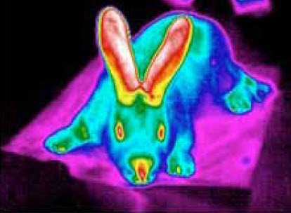 Thermal image of a rabbit
