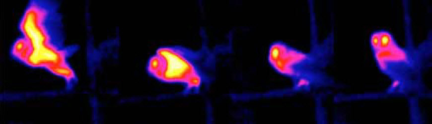 thermal images showing barn owl during take off
