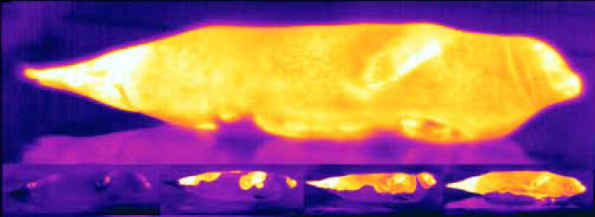 Thermal images taken in captivity of a moulting female harbor seal 