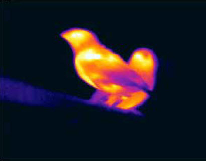Zebra finch body temperature measured using FLIR thermal imaging
